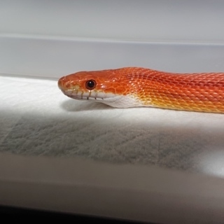 コーンスネーク ハイポストライプ