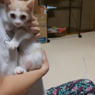 クリーム色男の子です