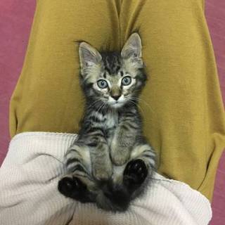 1ヶ月半ぐらいの子猫
