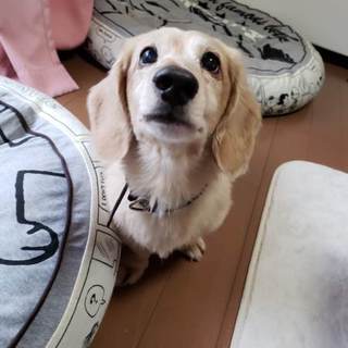 ネグレストにあっていたダックスの男の子