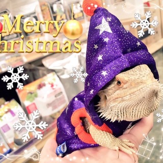 フトアゴヒゲトカゲ