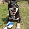 元保護犬のあられです。黒豆柴MIX