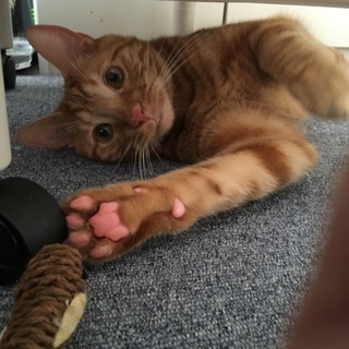 アメリカンショートヘアの男の子