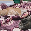 可愛いウサギ2羽です。