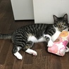 うちに来て5ヶ月。一言で言うと、天真爛漫。甘えん坊でイタズラも激しいけど、面白くて憎めない子です。
