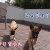 子犬 じょうよう君☆ 里親様募集 サムネイル3