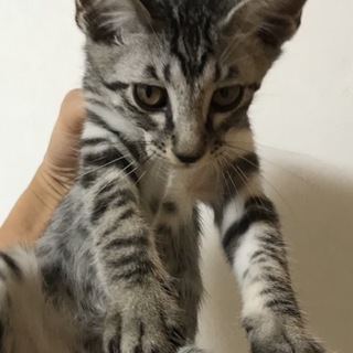 グレー虎の男の子