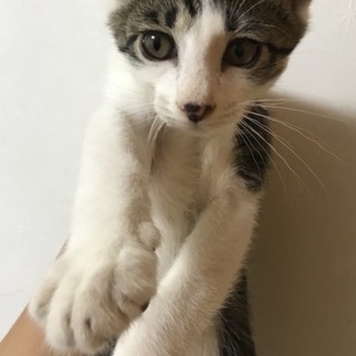 白キジの男の子