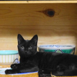 静かなブラックビューティー☆5ヶ月男子