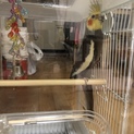 オカメインコ♂