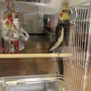 オカメインコ♂