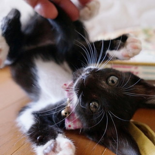 飼いやすいかわいらしい男の子(もうすぐ3ヶ月)