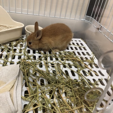 大分大きくなりました家族も増えて嬉しく思いますありがとうございました