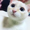 つくねこさん