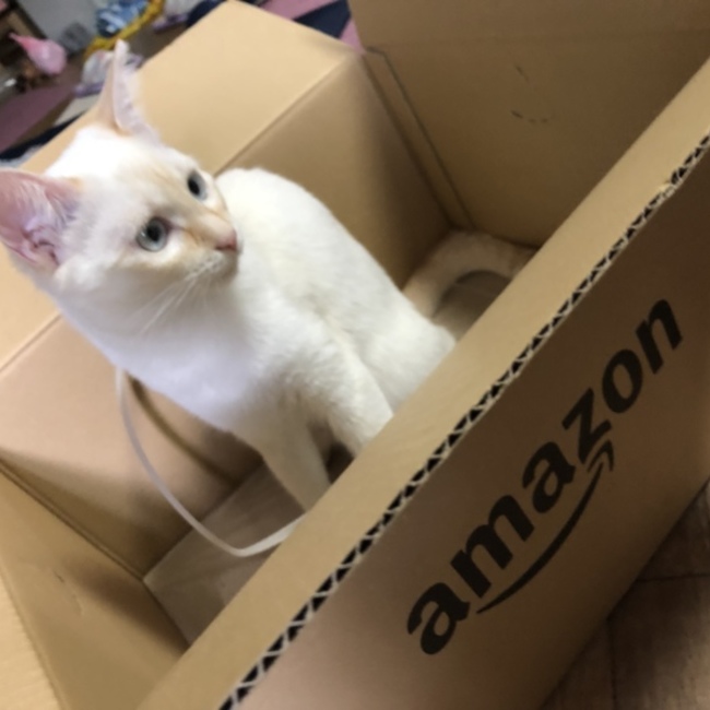 つくねこのカバー写真