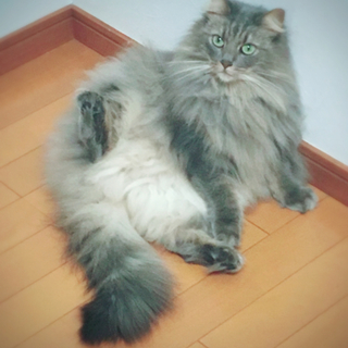 ノルウェージャンフォレストキャット 女の子