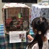 【9/29月島】仲良しキジトラ・キジシロペア サムネイル7