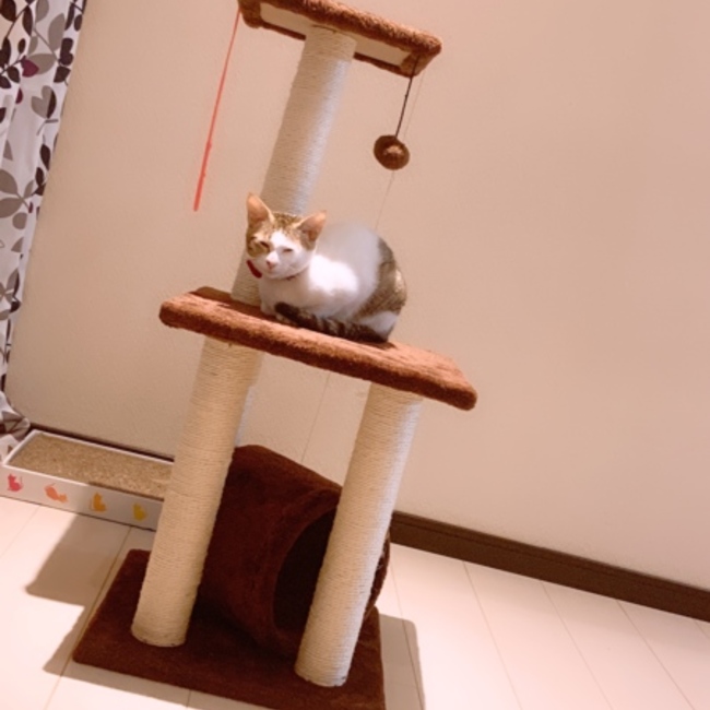 真乃のカバー写真