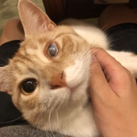 おちび