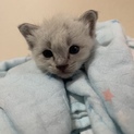 子猫里親様募集