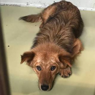 マカナちゃん 怖くて怯えています