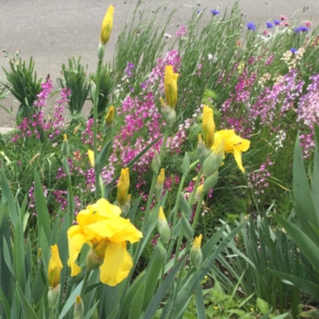 すみマムのカバー写真
