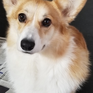 コーギー　♀　もう少しで2歳です