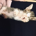 お膝を貸してくださいな
