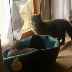 人間のエゴ 猫の仲知らず