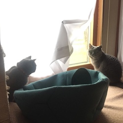 「人間のエゴ 猫の仲知らず」サムネイル2