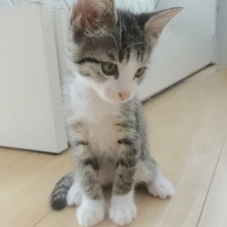 可愛い五つ子⭐️子猫＜薄茶きじ女の子②＞