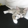 可愛い五つ子⭐️子猫＜薄茶きじ女の子②＞ サムネイル2
