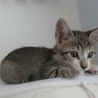 可愛い五つ子⭐️子猫＜薄茶きじ女の子②＞ サムネイル3