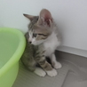 可愛い五つ子⭐️子猫＜薄茶きじ女の子②＞ サムネイル4