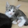 可愛い五つ子⭐️子猫＜薄茶きじ女の子②＞ サムネイル5