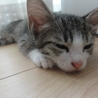 可愛い五つ子⭐️子猫＜薄茶きじ女の子②＞ サムネイル6