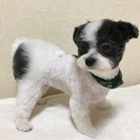 ふう