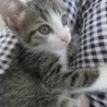 仲良し五つ子⭐️子猫＜薄茶きじ男の子＞ サムネイル2