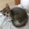 仲良し五つ子⭐️子猫＜薄茶きじ男の子＞ サムネイル3