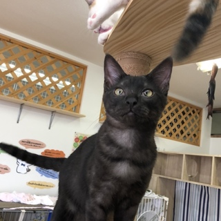 甘えん坊のイケメンくん   ボーくん