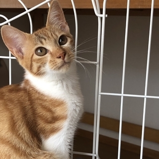 多頭飼育崩現場で寄り添って生きてきた子猫たちです！