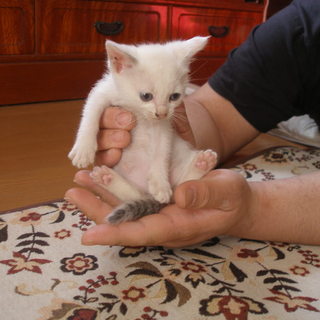 生後４週間くらいの小さな子猫です。