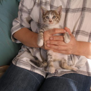 生後１か月弱の小さなトラ猫の子猫です。