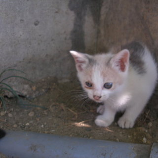 生後１か月弱の三毛猫の小さな子猫です。