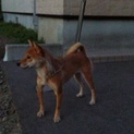 柴犬 女の子1才2か月です。