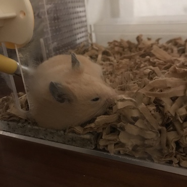眠い