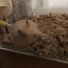 眠い