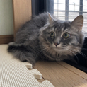 ひかるくん♡短足マンチカン
