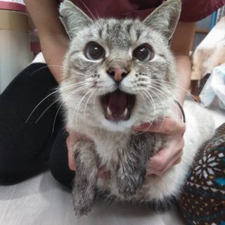 幸せ男子☆シャム風男子ヨリちゃん推定8歳