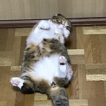 もも　スコティッシュ♀　８歳位